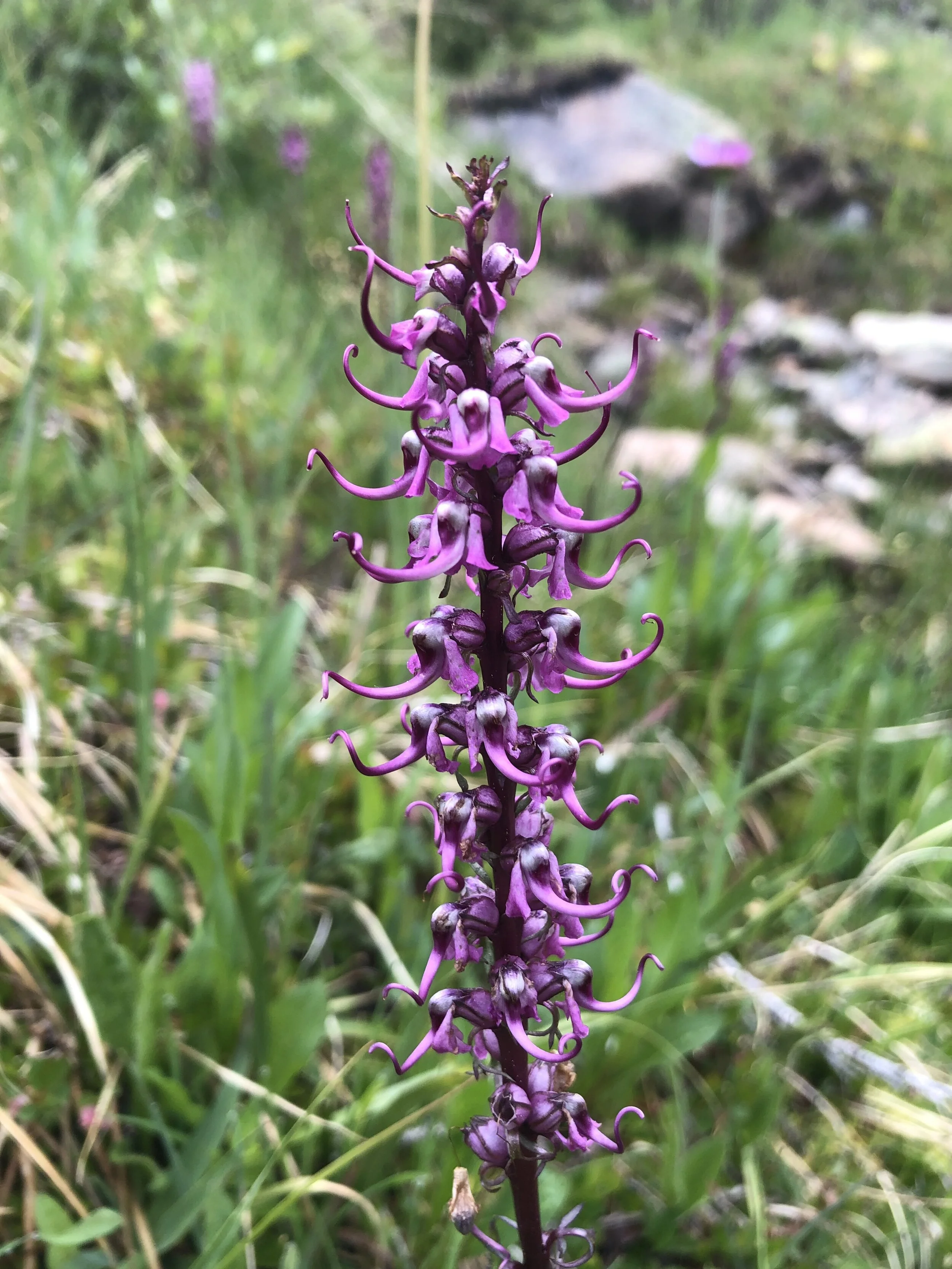 The elephants are here! — Independence Pass Foundation